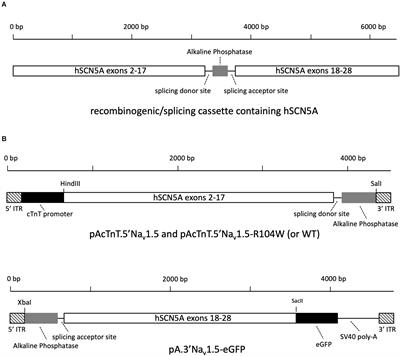 In vivo Dominant-Negative Effect of an SCN5A Brugada Syndrome Variant